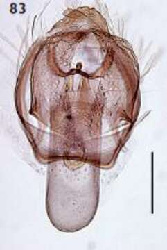 Image of Ectoedemia pseudoilicis Z. Laštuvka & A. Laštuvka 1998