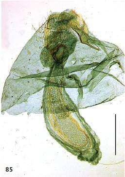 صورة Ectoedemia quinquella (Bedell 1848) Bradley et al. 1972