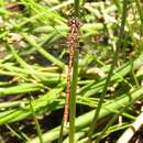 Imagem de Archaeosynthemis occidentalis Tillyard 1910