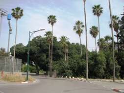 Image of Chinese banyan