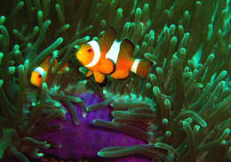 Imagem de Amphiprion ocellaris Cuvier 1830