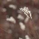 Image of sand bluestem