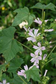 Image of Cornish mallow