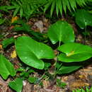 Imagem de Homalomena philippinensis Engl.