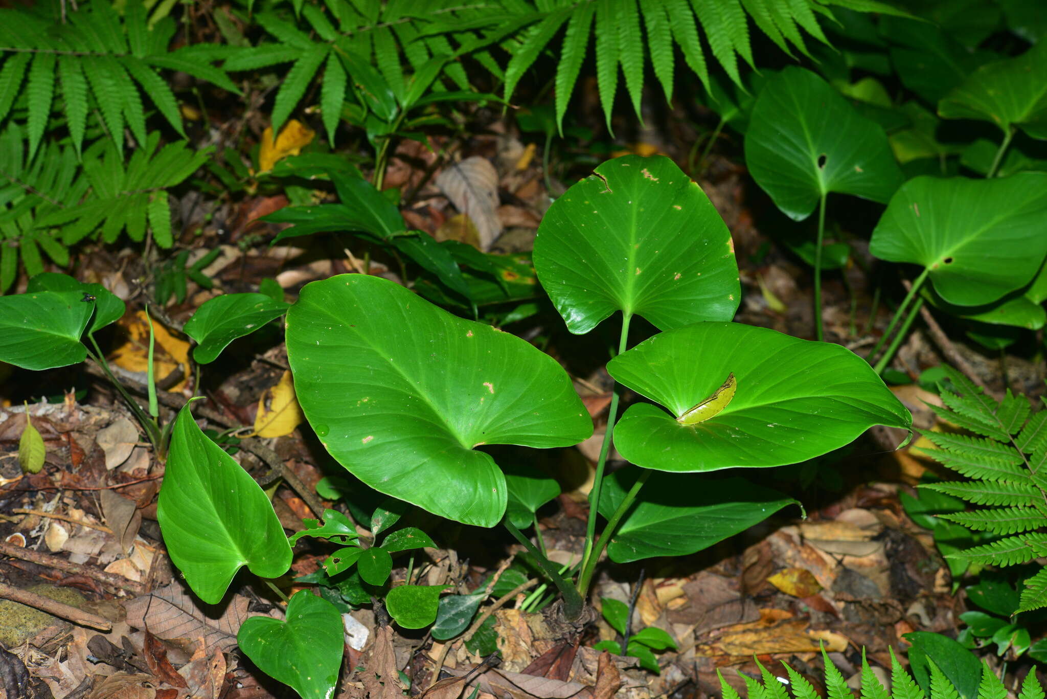 Image of Homalomena philippinensis Engl.