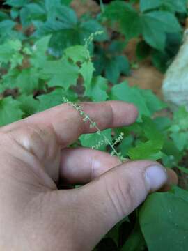 Image de Chenopodiastrum hybridum (L.) S. Fuentes, Uotila & Borsch