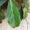 صورة Ficus obtusifolia Kunth