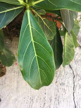 Ficus obtusifolia Kunth的圖片