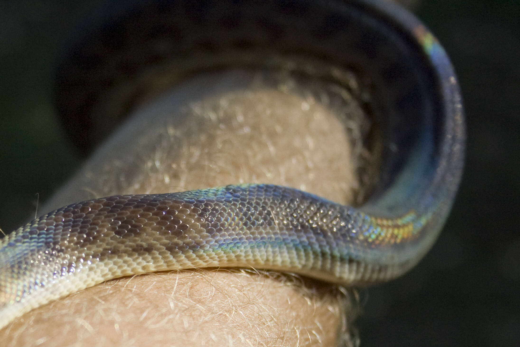 Image of Children's Python