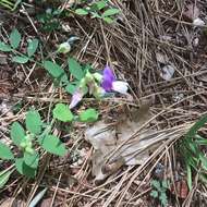 Sivun Lathyrus nevadensis S. Watson kuva