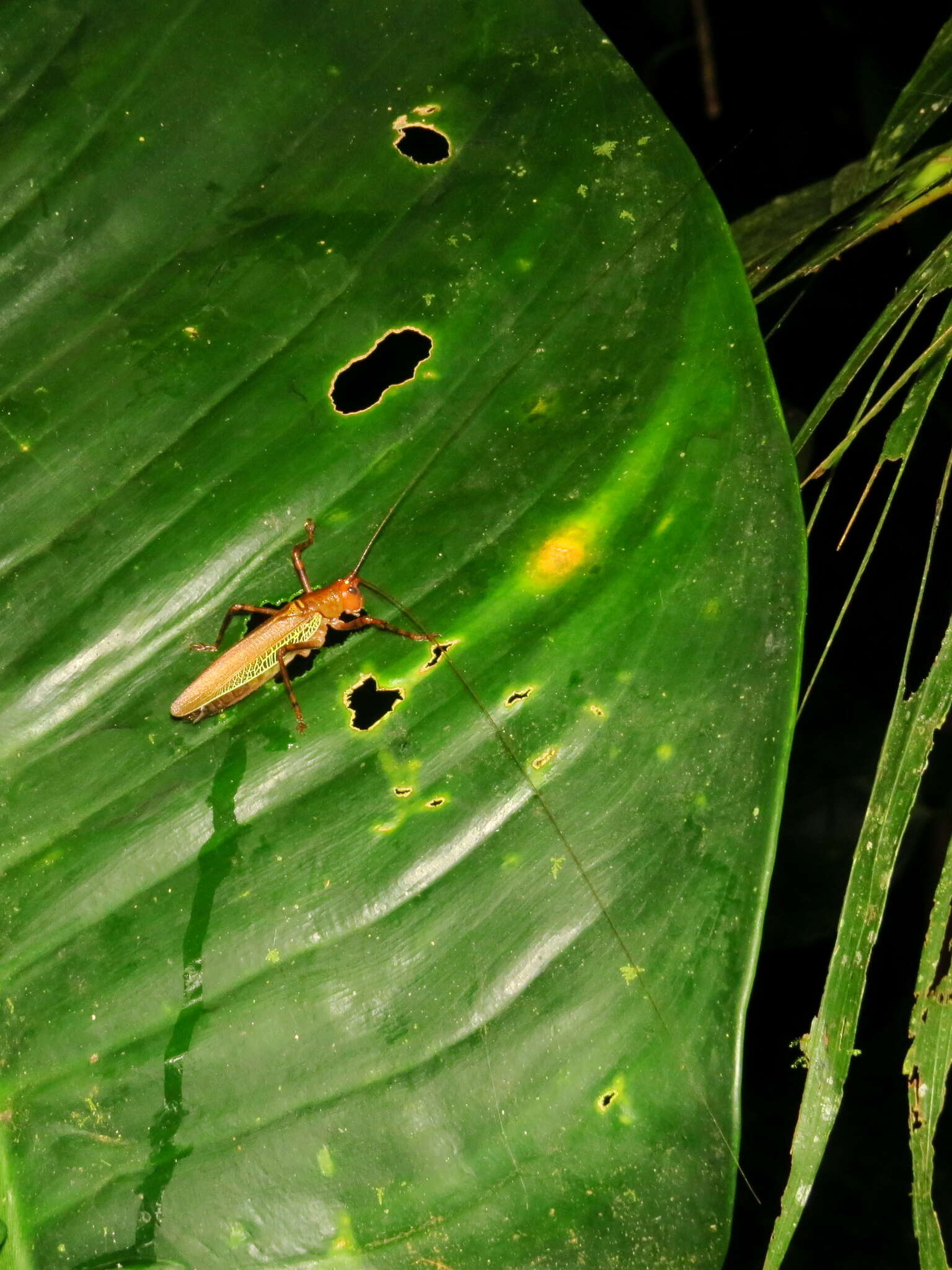 Image of Ischnomela pulchripennis Rehn & J. A. G. 1906