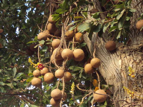 Image of Cannonball Tree