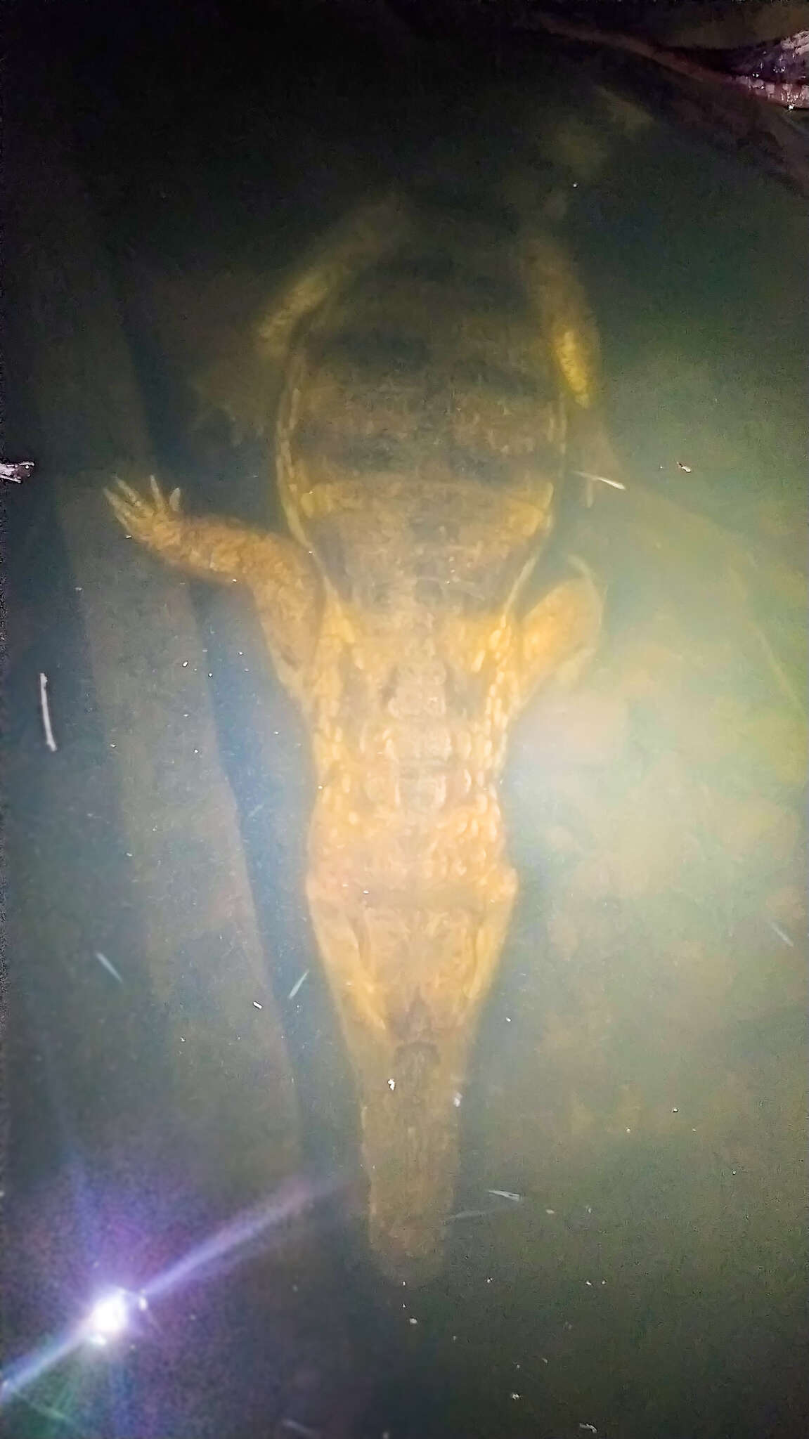 Image of South American Spectacled Caiman