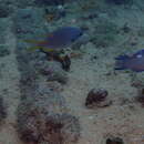 Image of Blackbar hogfish