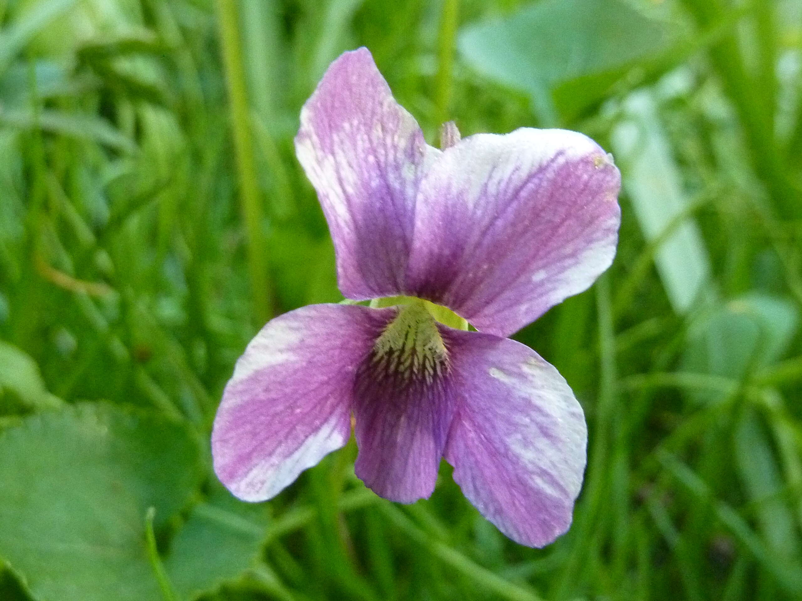 Image of common blue violet