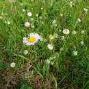 Image of streamside fleabane