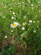 Image of streamside fleabane