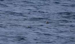 Image of Craveri's Murrelet