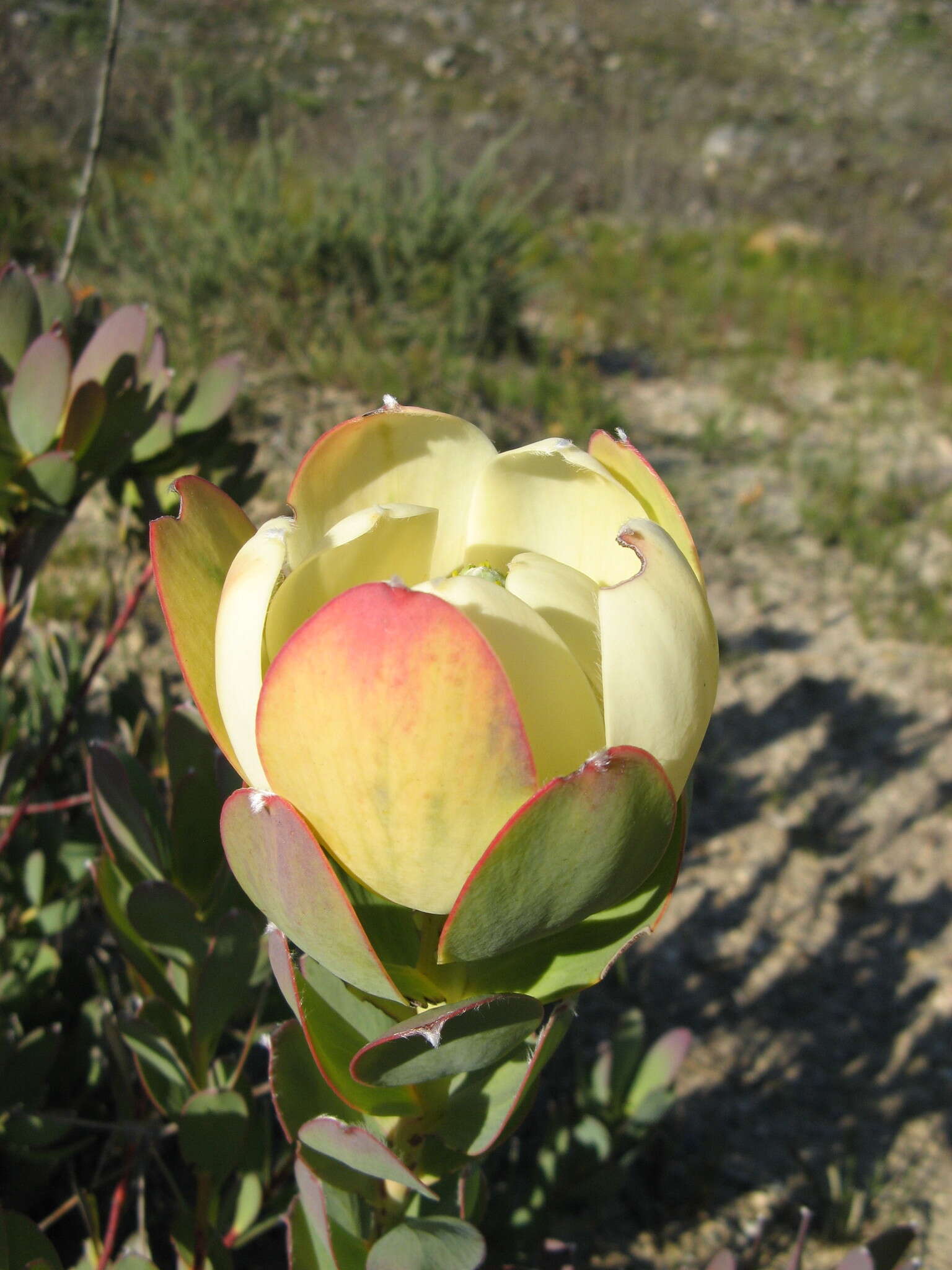 Plancia ëd Leucadendron discolor Buek ex Meissn.