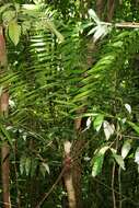 Image of Zamia fairchildiana L. D. Gómez