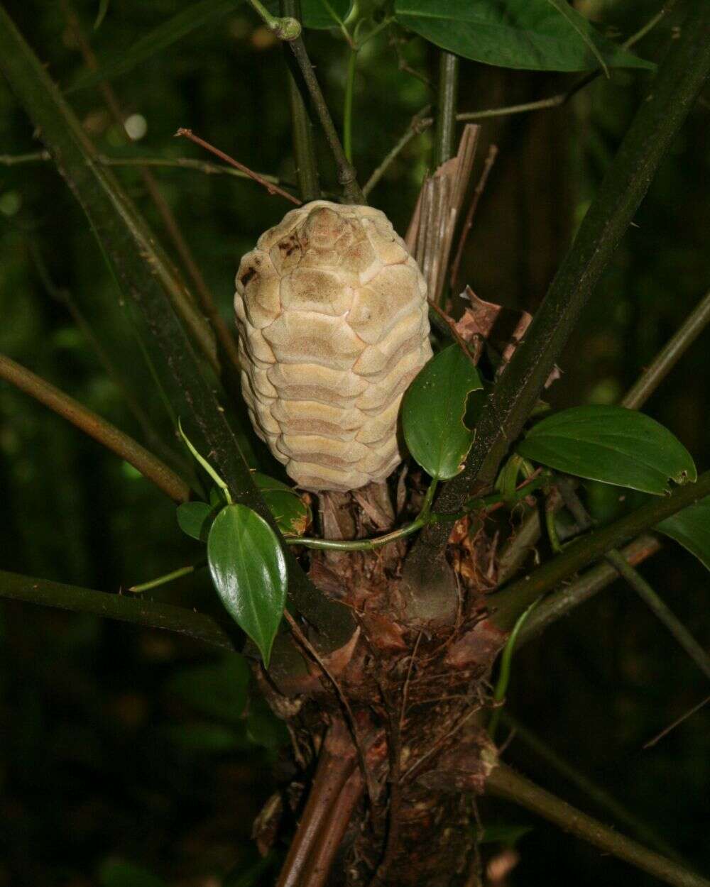 Image of Zamia fairchildiana L. D. Gómez