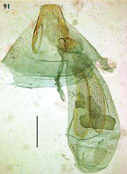 Image of Ectoedemia pseudoilicis Z. Laštuvka & A. Laštuvka 1998