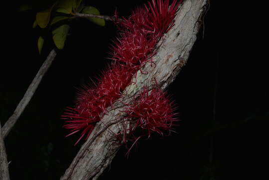 Imagem de Amyema scandens (Tieghem) Danser