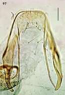 Image of Ectoedemia pseudoilicis Z. Laštuvka & A. Laštuvka 1998