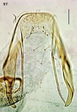 Image of Ectoedemia pseudoilicis Z. Laštuvka & A. Laštuvka 1998