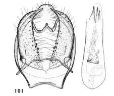 Image of Ectoedemia pseudoilicis Z. Laštuvka & A. Laštuvka 1998