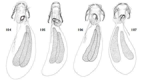 Image of Ectoedemia alnifoliae van Nieukerken 1985