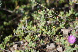 Image of Ruschia putterillii (L. Bol.) L. Bol.