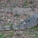 Image of Varanus salvator macromaculatus Deraniyagala 1944