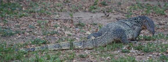 Image of Varanus salvator macromaculatus Deraniyagala 1944