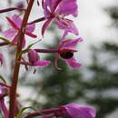 صورة Coccinella transversoguttata Faldermann 1835