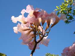 صورة Handroanthus heptaphyllus (Mart.) Mattos