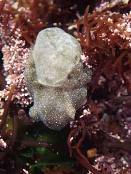 Image of Haminoea virescens (G. B. Sowerby II 1833)