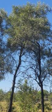 Image of Grevillea striata R. Br.