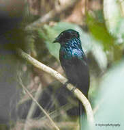 Image of Lesser Racket-tailed Drongo