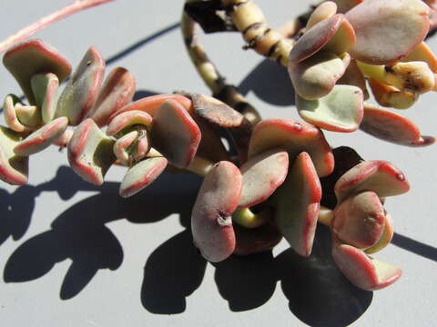 Image of Sedum kiersteadiae