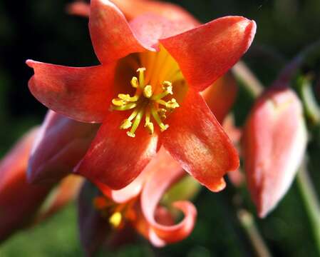 Image of pig's ear