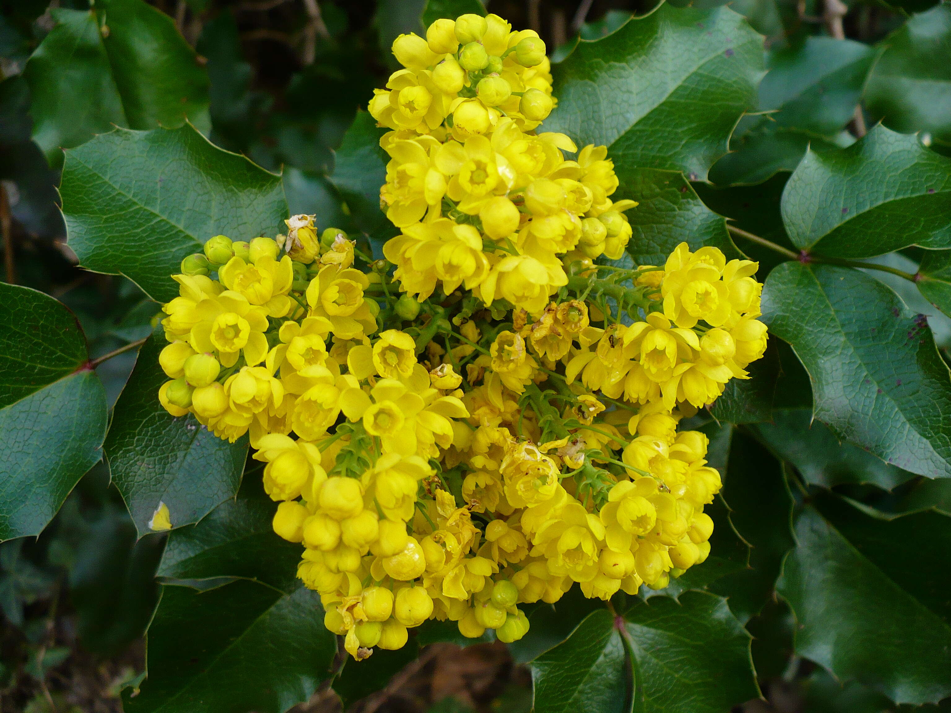 Image of Hollyleaved barberry