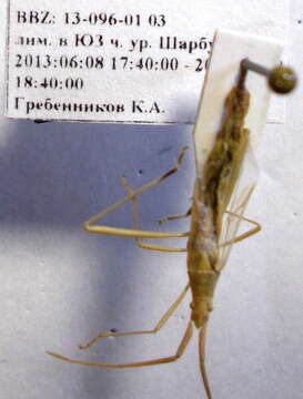 Image of Chorosoma gracile Josifov 1968