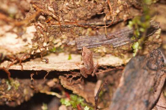 Image of Pristimantis chiastonotus (Lynch & Hoogmoed 1977)