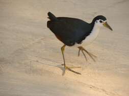 Image of White-breasted Waterhen