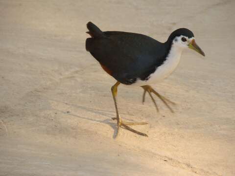 Image of White-breasted Waterhen