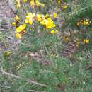 Image of Pultenaea mollis Lindl.