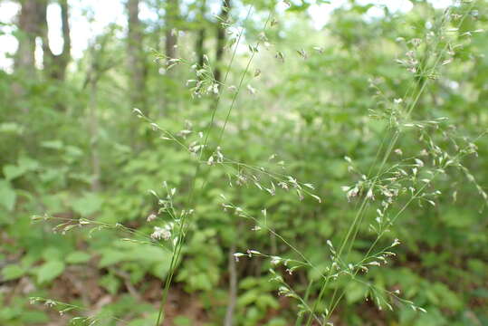 صورة Sphenopholis nitida (Biehler) Scribn.