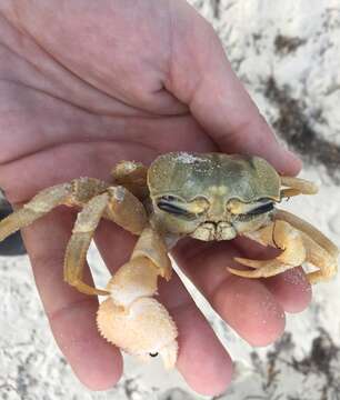 Image of Golden ghost crab