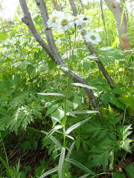 Image of Achillea ptarmica subsp. macrocephala (Rupr.) Heimerl